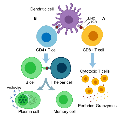 577天无进展、转移灶消失……DC疫苗：免疫抗癌的 “王炸”